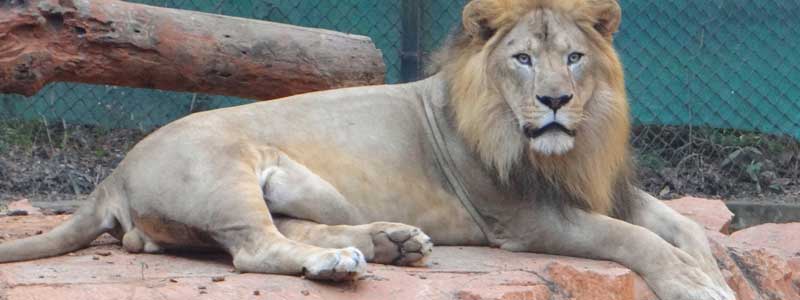 Mysore Zoo, Mysore