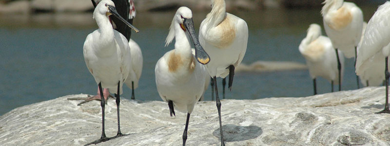 Ranganathittu Bird Sanctuary, Mysore