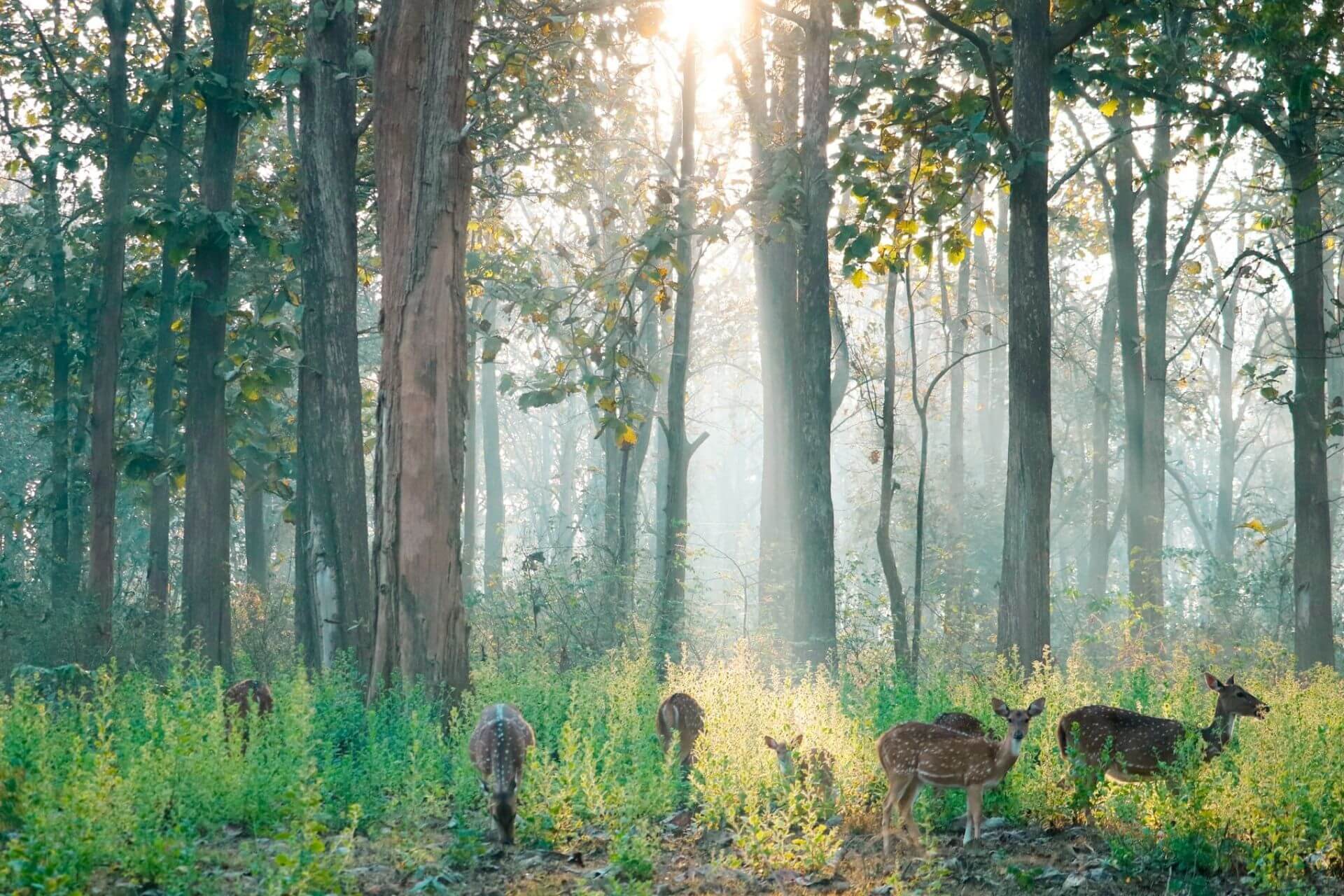 Nagarhole National Park Tourist Attraction